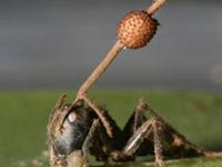 Грибы-паразиты превращают муравьев в зомби