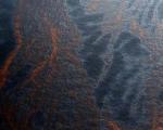 Бактерии активно поедают разлившуюся в Мексиканском заливе нефть