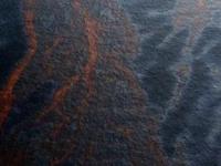 Бактерии активно поедают разлившуюся в Мексиканском заливе нефть