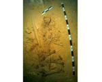 В мексиканской подводной пещере нашли останки ребенка, жившего 10 тысяч лет назад