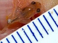 На Борнео нашли микроскопическую лягушку