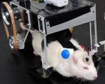 Крыс научили управлять машиной силой мысли