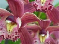 В Аргентине нашли останки древнейших наземных растений