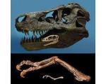 Ученые сомневаются в существовании "крошечных" тираннозавров