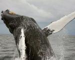 Самка горбатого кита преодолела четверть земного шара