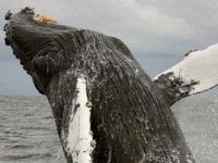 Самка горбатого кита преодолела четверть земного шара