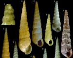 Опубликованы описания более 200 новых видов улиток