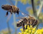 Пчелы решают сложные математические задачи быстрее, чем компьютеры