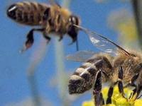 Пчелы решают сложные математические задачи быстрее, чем компьютеры