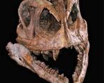 Найден практически полный скелет одного из первых зауроподов