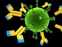 Ученые создают антитела для борьбы с пока неизлечимыми болезнями