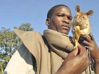 Крыс научили искать взрывчатку