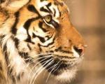 Тигры на Земле могут исчезнуть уже через 10 лет