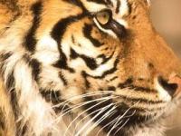 Тигры на Земле могут исчезнуть уже через 10 лет