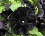 Британские садоводы вывели сорт черных цветов