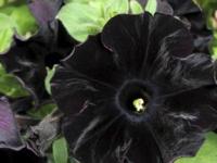 Британские садоводы вывели сорт черных цветов