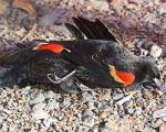 Продолжают массово гибнуть птицы: Эксперты не могут дать этому объяснения