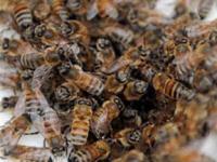 В мире по неизвестным причинам вымирают пчелы