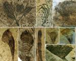 В Китае нашли останки самых древних растений на Земле