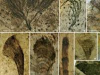 В Китае нашли останки самых древних растений на Земле