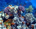 Экологи: К 2050 году в океанах вымрет вся крупная рыба