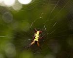 Ученые назвали паутину самым прочным природным материалом