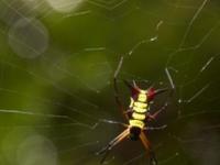 Ученые назвали паутину самым прочным природным материалом