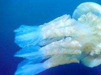 Медузы способны смотреть из воды в воздух