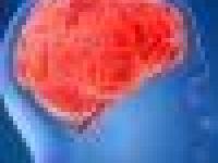 Мозг человека достиг предела развития