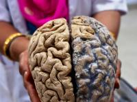 Человеческий мозг созревает дольше, чем предполагалось