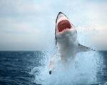 В мире участились нападения акул на людей - ученые