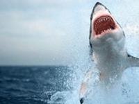 В мире участились нападения акул на людей - ученые