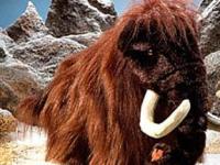 Обнаруженный в тайге мамонтенок оказался черепом моржа