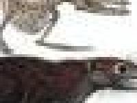 Человек произошел от мыши