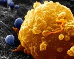 Вакцина из "гибридного" вируса поможет в борьбе с раком