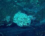 Ученые обнаружили гигантских амёб в Марианской впадине