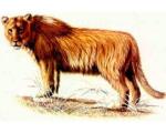 Пещерные львы питались северными оленями