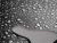 В меню человечества войдет ртуть