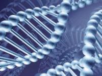 Биотехнологи изобрели био-робота из ДНК