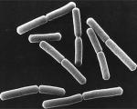 Ученые изучили бактерии благодаря сенной палочке