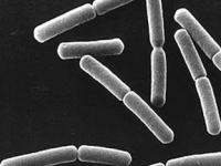 Ученые изучили бактерии благодаря сенной палочке