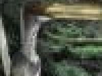 Вымирание мужчин оказалось мифом