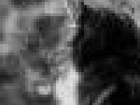 Ученые пролили свет на тайны мумии-убийцы