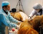 Ученые опровергают информацию о передаче останков мамонта для клонирования