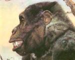 Палеонтологи уточнили скорость передвижения древнейших приматов