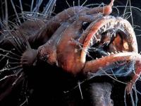 Невиданные существа, обитающие в глубинных водах океана