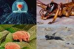 5 самых устойчивых к смерти животных