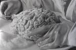 Дело о головном мозге Ленина: новые теории