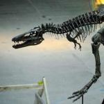 Динозавров убила стремительная комета