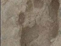 Найдены самые древние отпечатки ноги человека